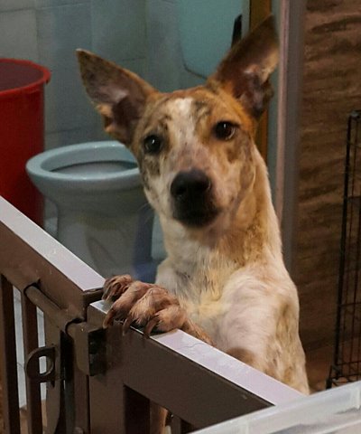 Crystal (Released ) - Mixed Breed Dog