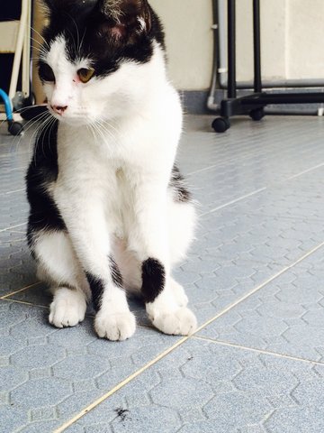 Patches - Domestic Short Hair Cat