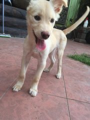 Xiao Mi - Mixed Breed Dog