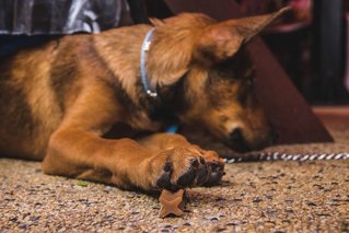 Nola - Mixed Breed Dog