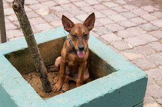 Nero - Mixed Breed Dog