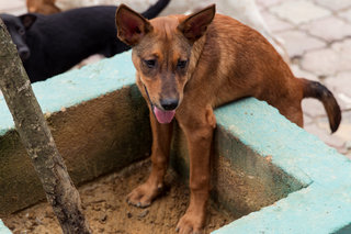 Nero - Mixed Breed Dog