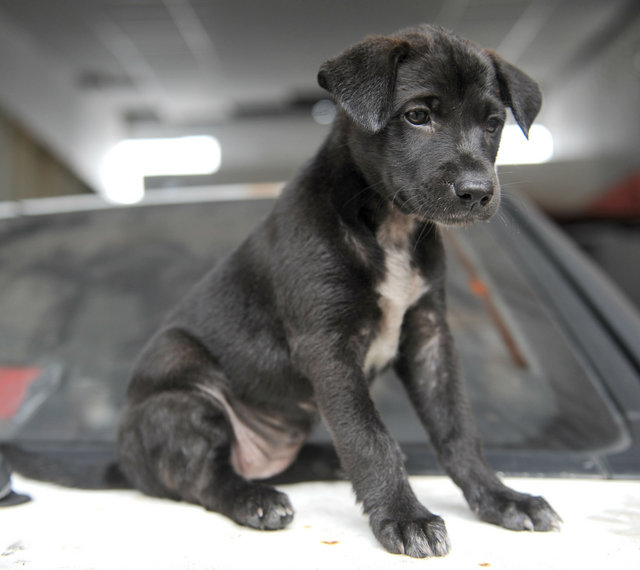 Yin &amp; Yang - Mixed Breed Dog