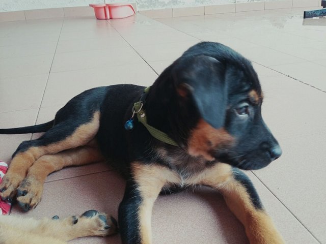 Babies 3 - Mixed Breed Dog