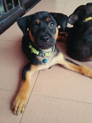 Babies 3 - Mixed Breed Dog