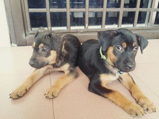 Babies 3 - Mixed Breed Dog