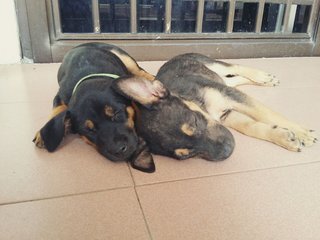 Babies 3 - Mixed Breed Dog