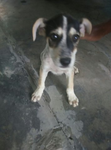 Playful - Mixed Breed Dog