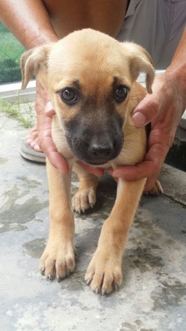 Smart (Jing Ling) - Mixed Breed Dog