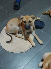 Smart (Jing Ling) - Mixed Breed Dog