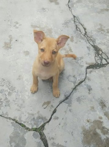 Happy - Mixed Breed Dog