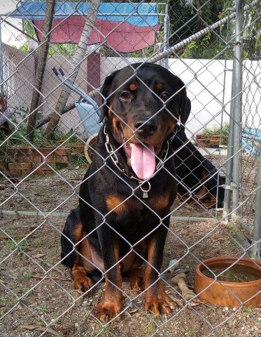 Kaisar - Rottweiler Dog