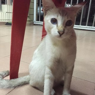 Momo - Siamese + Applehead Siamese Cat