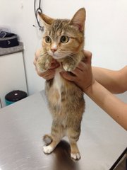 Leola - Domestic Medium Hair + Calico Cat