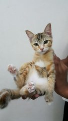 Leola - Domestic Medium Hair + Calico Cat