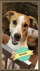 Man @ Amanda - Mixed Breed Dog