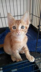 Ginger - Domestic Short Hair Cat