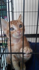 Ginger - Domestic Short Hair Cat