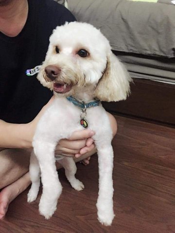 Goofy - Poodle Dog