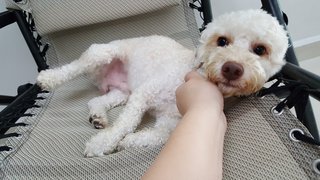 Goofy - Poodle Dog