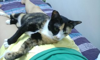 Nala In Penang - Domestic Short Hair Cat