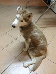 Hazy - Siberian Husky Dog