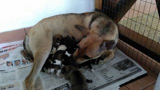 Mummy and her pup