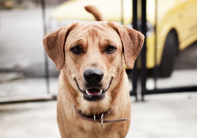 Bruno - Labrador Retriever Mix Dog