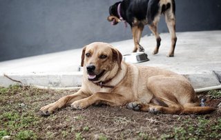 Doggie smiles