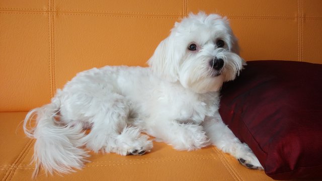 Marley - Maltese Dog