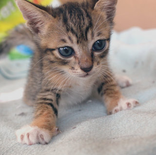 Pepa (Pepper) - Tabby + Domestic Short Hair Cat