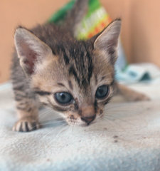 Orey (Oregano) - Tabby + Domestic Short Hair Cat