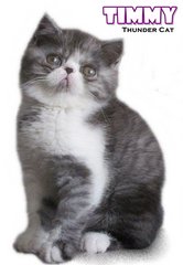 Timmy - Exotic Shorthair Cat