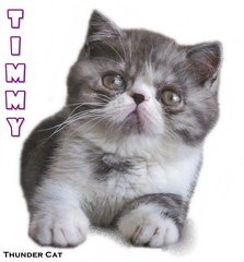 Timmy - Exotic Shorthair Cat