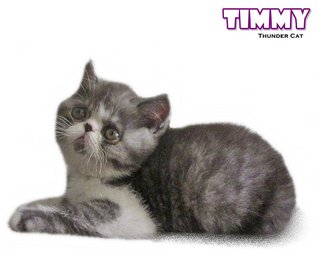 Timmy - Exotic Shorthair Cat