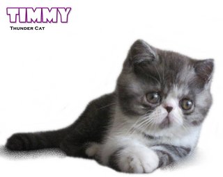 Timmy - Exotic Shorthair Cat