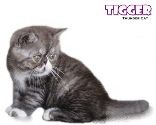 Tigger - Exotic Shorthair Cat