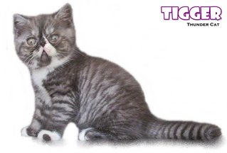 Tigger - Exotic Shorthair Cat