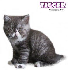 Tigger - Exotic Shorthair Cat