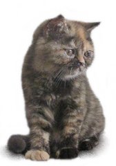 Coco - British Shorthair Cat