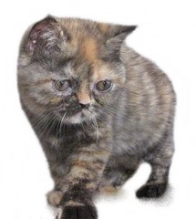 Coco - British Shorthair Cat