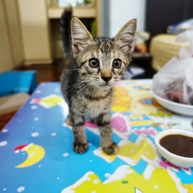 Jon Snow, 2.5 Months Male - Domestic Short Hair Cat