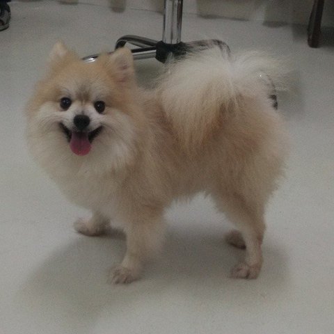 Lawrence - Pomeranian Dog