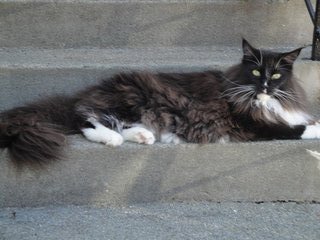 Figaro - Maine Coon Cat