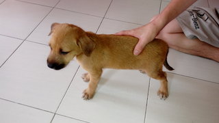 No Name - Mixed Breed Dog