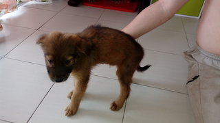 No Name - Mixed Breed Dog