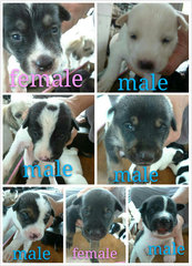 Puppies - Mixed Breed Dog