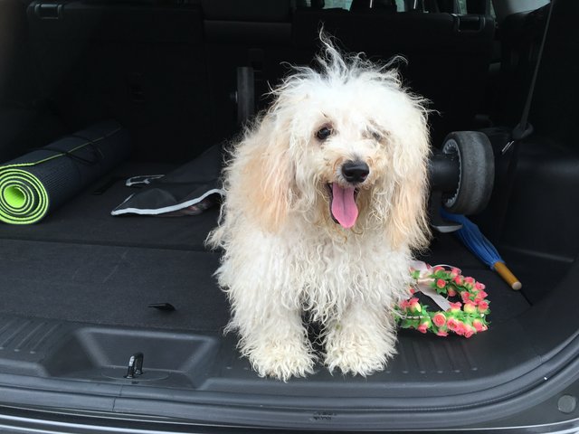 White Cute Poodle  - Poodle Dog