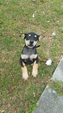 Jack Black Jb - Mixed Breed Dog