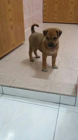 Puppies For Adoption - Mixed Breed Dog